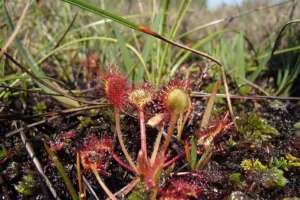 A plant with red stems and yellow flowers with red filaments pokes up from the dirt.