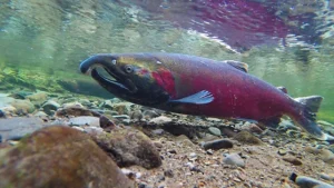 A reddish fish with a hooked mouth and nose swims along the gravel bottom of a river.
