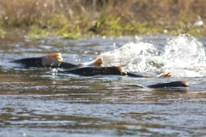Fish throw up arcs of water as they cut through a wide river.