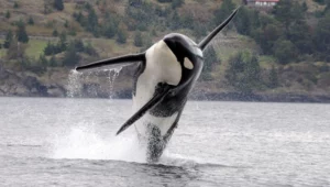 A black and white killer whale leaps out of the ocean.