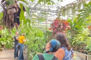 Two women with their backs to the viewer admire leafy green plants in a greenhouse.
