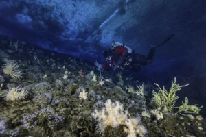 A scuba diver examines a spot on the ocean floor, which is covered with rocks, anemones, sea stars, and algae.
