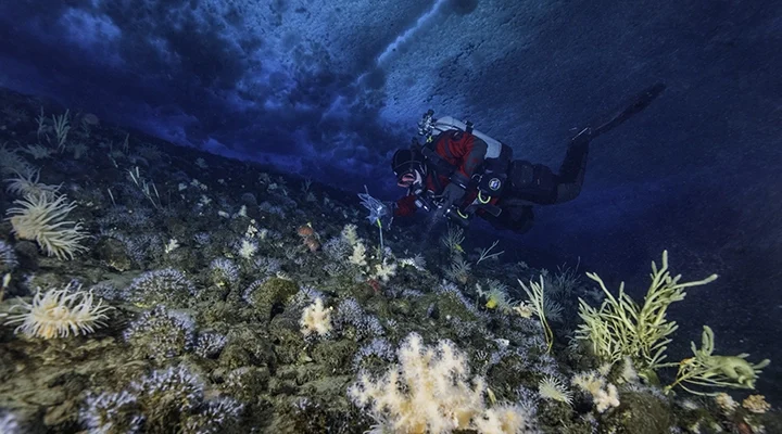 A scuba diver examines a spot on the ocean floor, which is covered with rocks, anemones, sea stars, and algae.