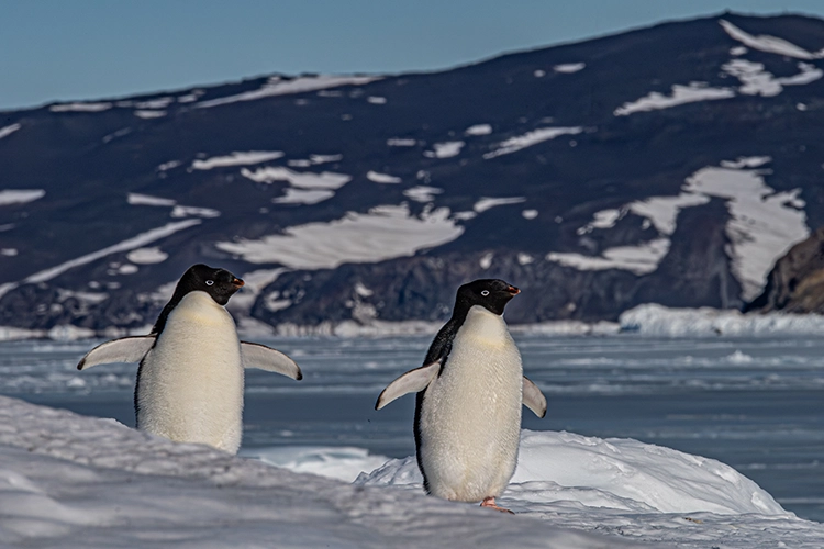 Two penguins stand on an ice shelf. Behind them is an ocean with mountains rising in the distance.