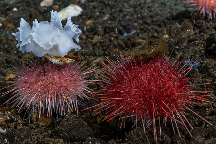 Two spiky red sea urchins are on the ocean floor. One urchin has a piece of red algae stuck to its spines.