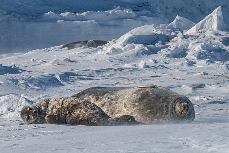 An adult seal and a seal pup lounge together on a snowy, ice plain.