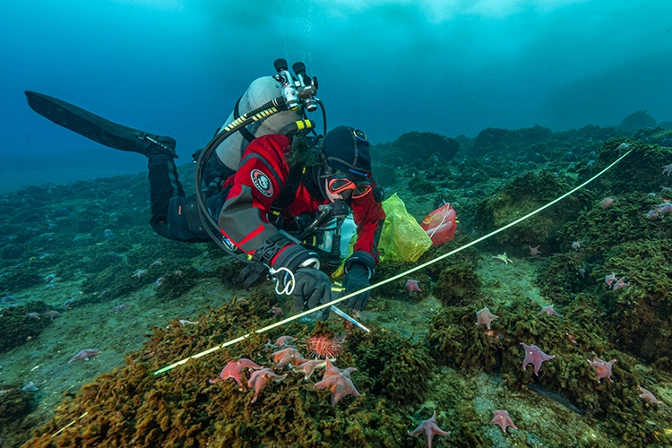A scuba diver swims close to the ocean floor, covered with algae and sea stars. The diver holds an oversized pair of tweezers to collect samples.