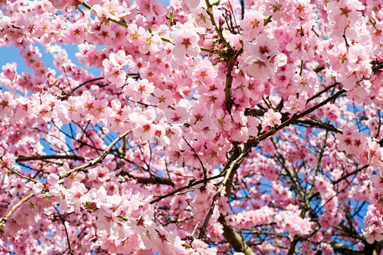Cherry blossoms against a blue sky