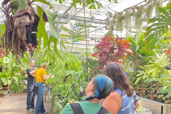 Four people wander through a greenhouse filled with leafy green plants.