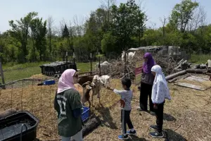 A young woman in a pink hijab and a green long-sleeve t-shirt watches three  children feeding two goats behind a wire fence.