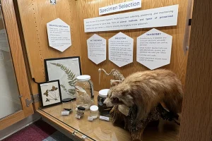 A wooden display cabinet features a taxidermied racoon, wired animal skeletons, and specimens in a jar which white signs explaining the display pinned in the background.