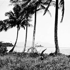 palm trees on coast