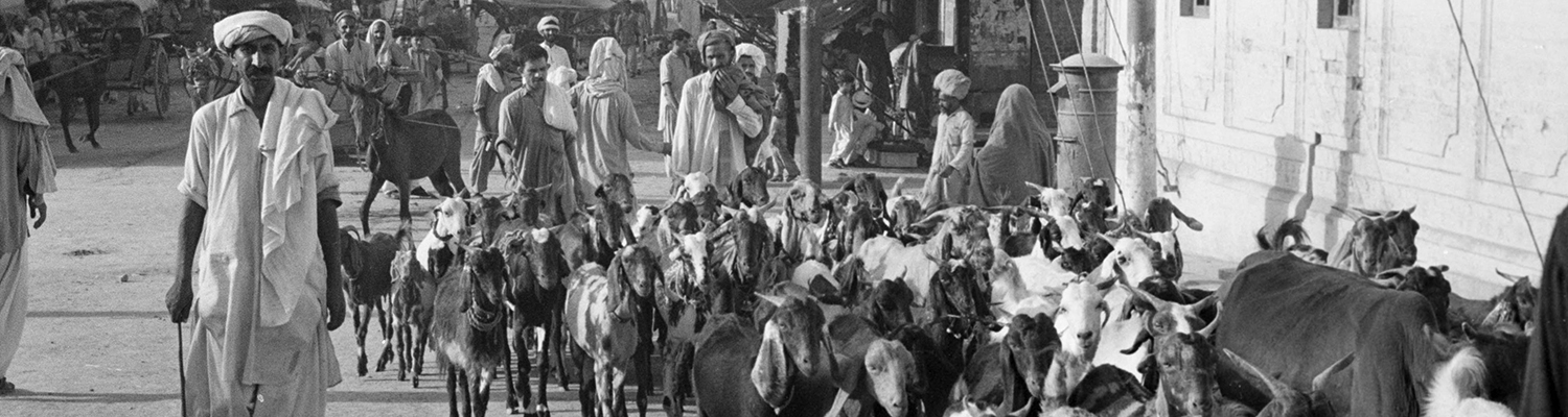 Man in turban herding goats in street scene with crowd going about business