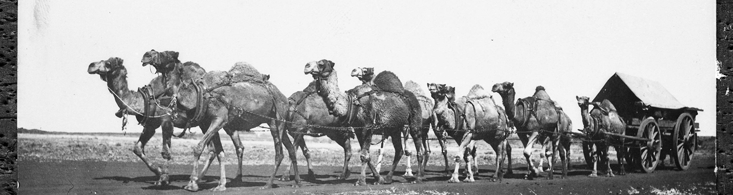 Team of camels leading a covered wagon