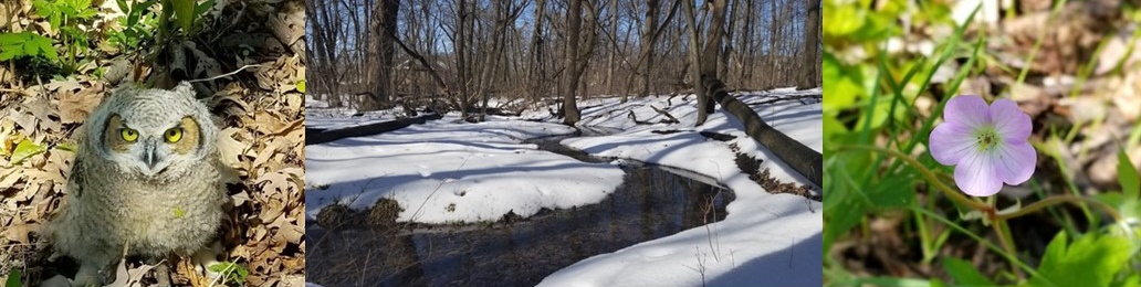 photos of an owl, snow melt in Downer Woods, and a wildflower