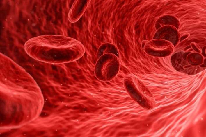 Close-up of red blood cells flowing through a blood vessel.