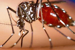UWM faculty members will discuss the Zika virus at 3 p.m.in Bolton Hall.