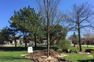 One of the nine new trees planted around UWM's campus on Arbor Day 2016. (UWM Photo/Stephanie Bray)