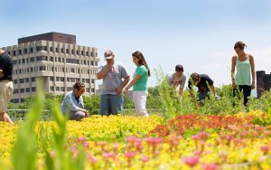 The green roof at Sandburg Hall is just one of UWM’s efforts to lessen the university’s impact on the environment. At the time of its installation in 2008, It was the largest green roof in Wisconsin. (UWM Photo/Troye Fox)