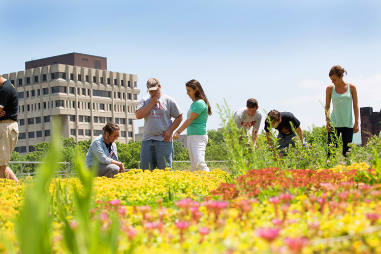 The green roof at Sandburg Hall is just one of UWM’s efforts to lessen the university’s impact on the environment. At the time of its installation in 2008, It was the largest green roof in Wisconsin. (UWM Photo/Troye Fox)