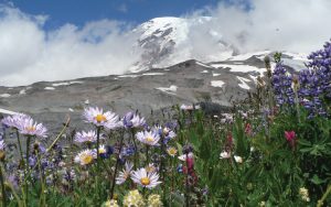 Mount Ranier national park in spring