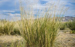 Image of switchgrass