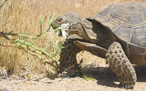 A desert tortoise eats a plant.