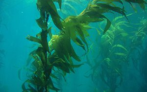 An underwater photo of kelp.