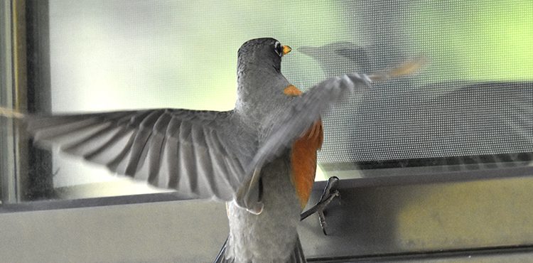 A robin flying against a closed window
