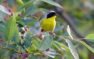 Photo of a male tree swallow with bright yellow plumage.