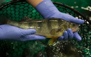 Researcher holding a fish