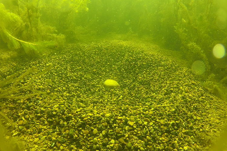 Fish egg underwater in nest of pebbles