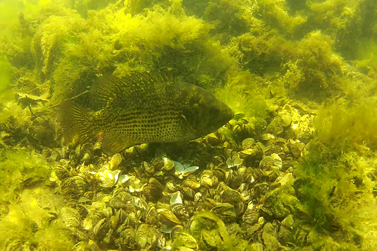 Fish swimming near shells in Milwaukee harbor