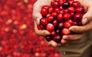 A closeup of someone holding two handful of cranberries.
