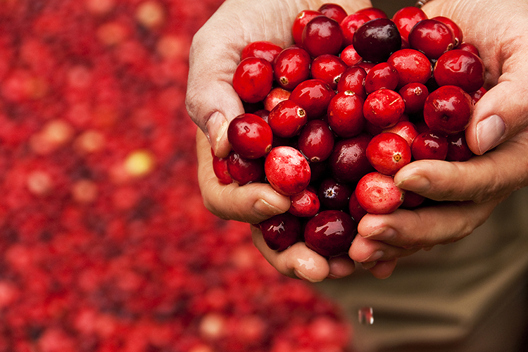 A closeup of someone holding two handful of cranberries.
