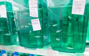 Photo of containers holding fish