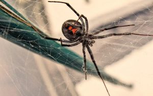 Image of a spider on a web