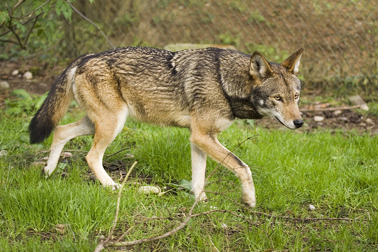 A red wolf walks on grass.