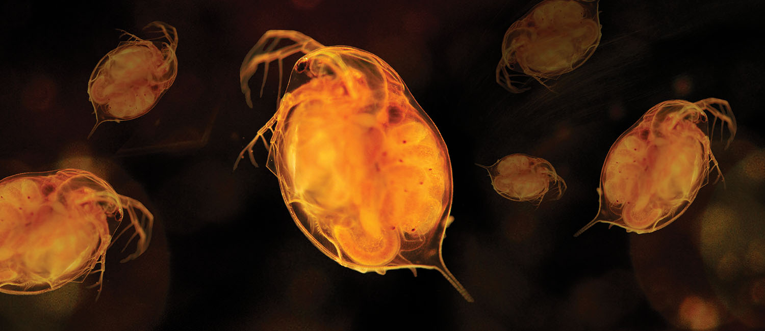 Close-up of daphnia or small zooplankton