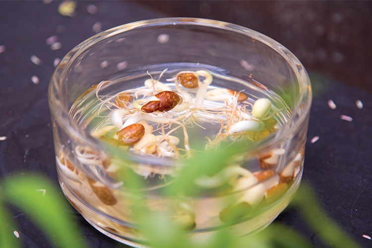 A soybean plant and its roots in a petri dish.