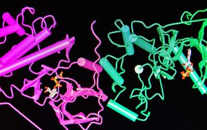 Computerized images of protein structures