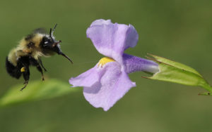 Bee visiting a purple flower
