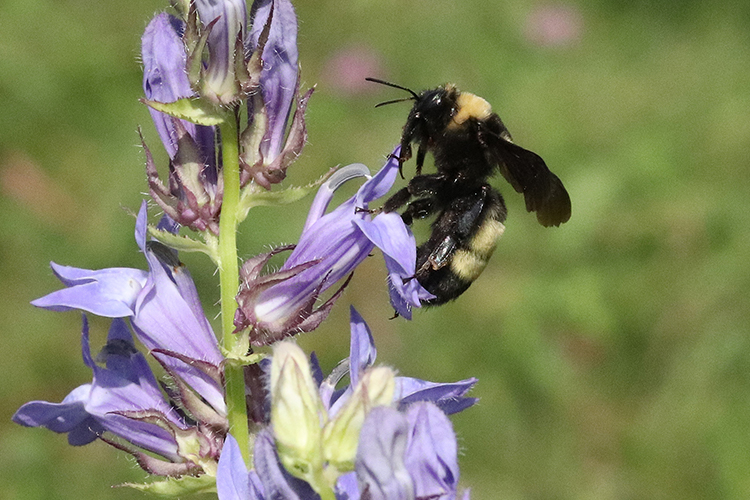 A bee pollinating a purple flower.