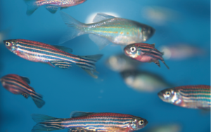 School of small fish