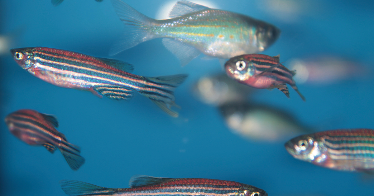 UWM researcher studies how fish genetically heal from eye injuries