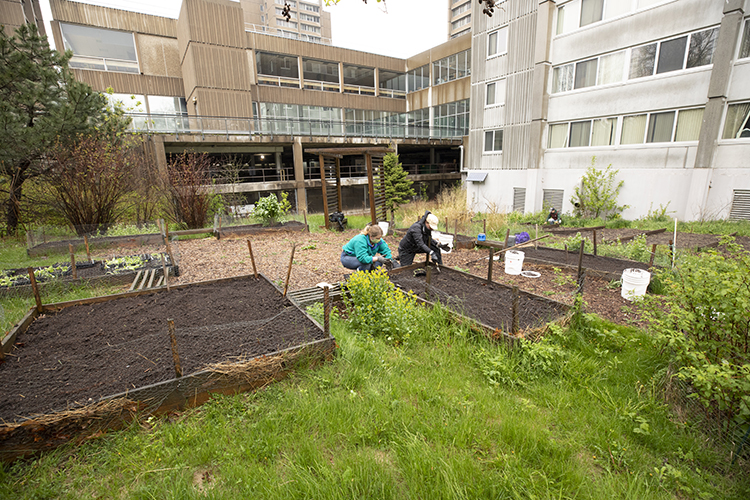Newswise: Campus gardens growing to help out during pandemic