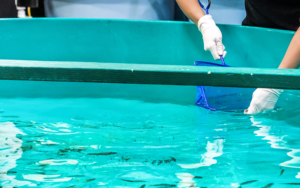 Researcher wearing gloves scooping fish in a research lab tank