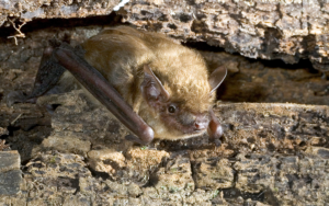 Photo of a brown bat.
