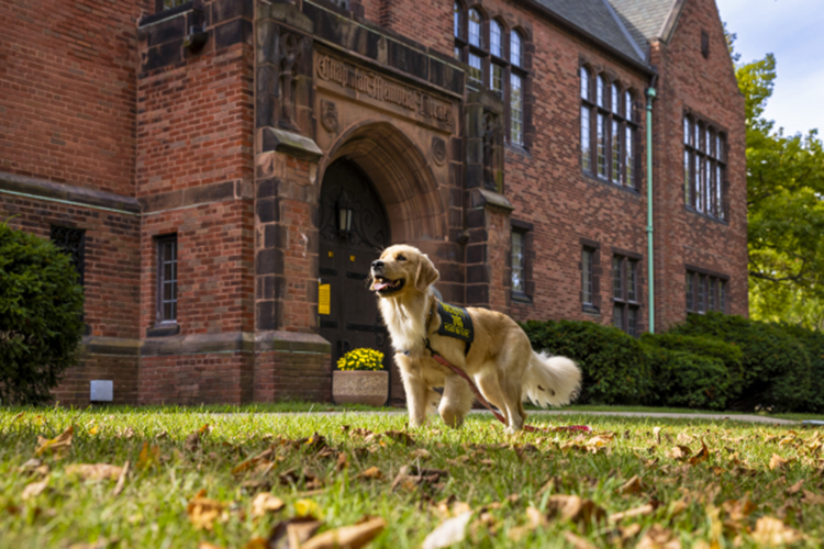 Service dog Ezmae walks outside Chapman Hall on campus.