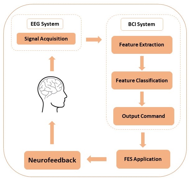A graphic showing the flow of data between the user and a brain-computer interface that controls a Functional Electrical Stimulation unit connected to the user